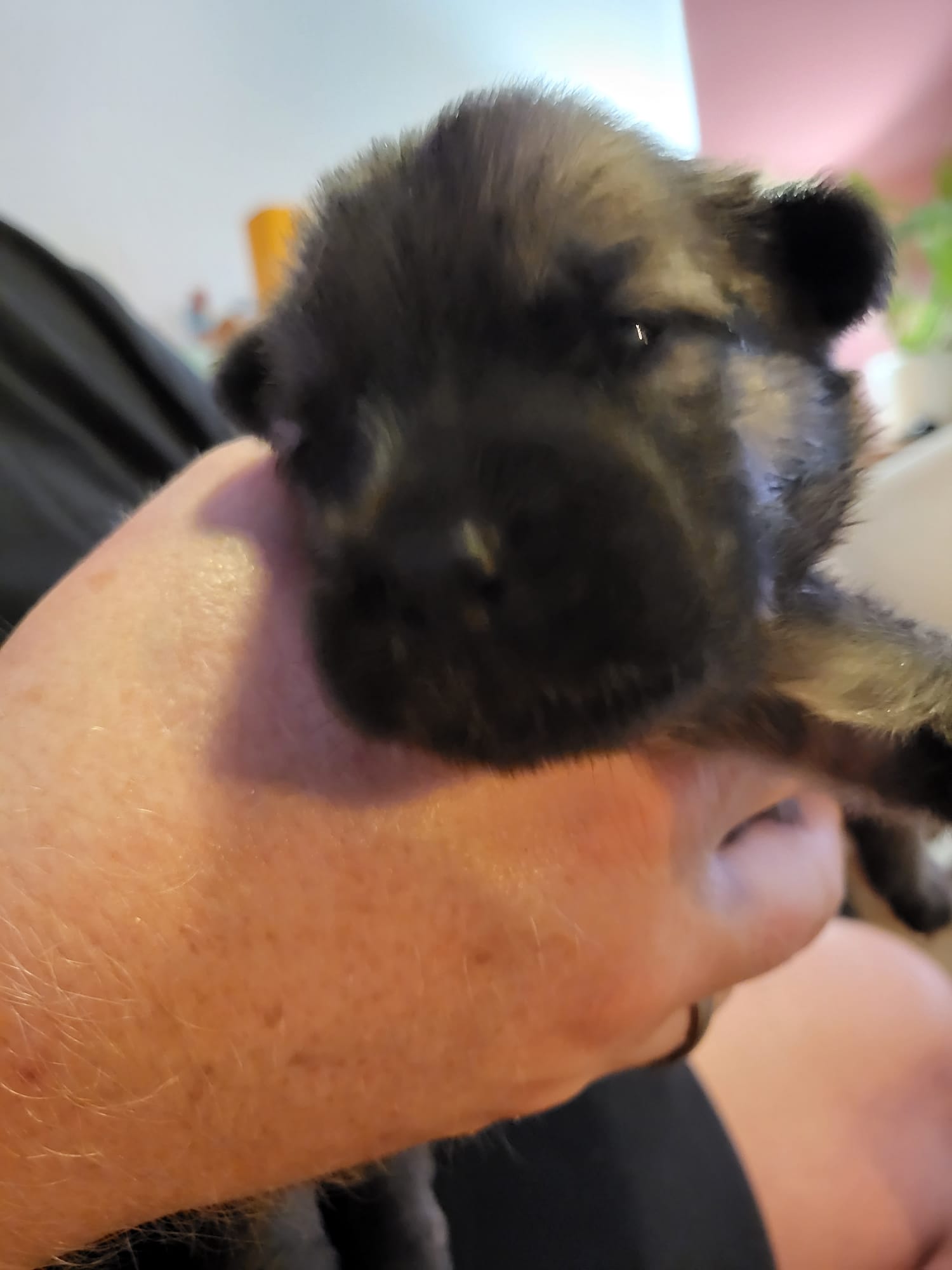 FrauRosahatdie Augenauf.jpg